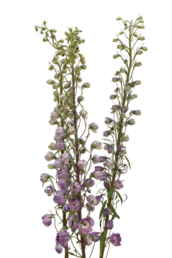 Delphinium Lavander