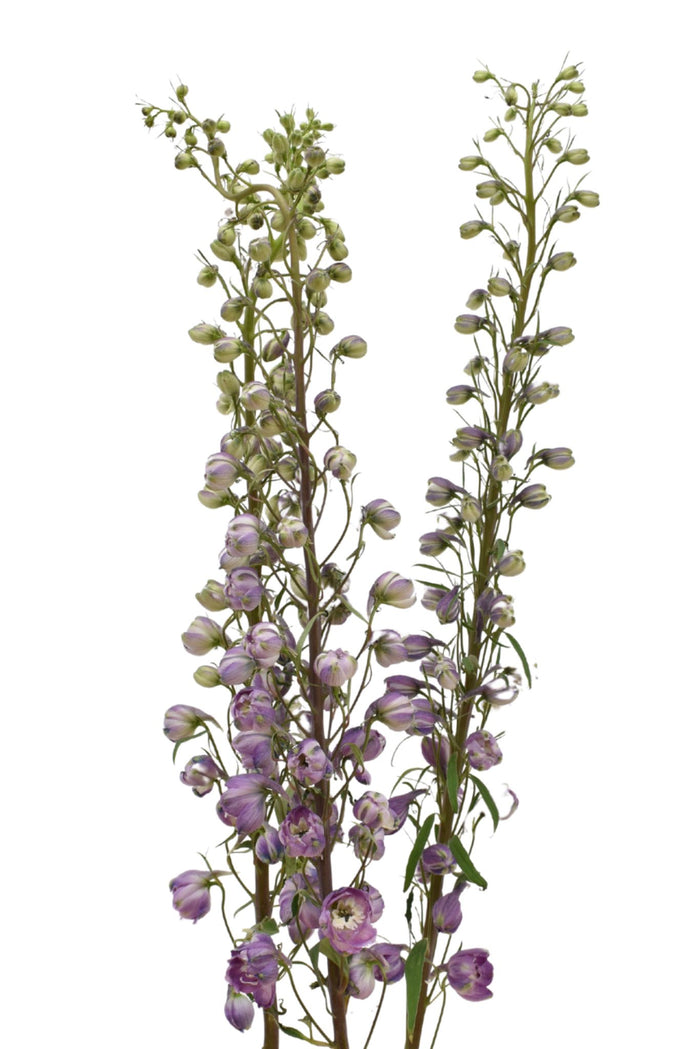Delphinium Lavander