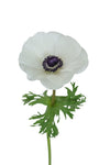 Anemone Mistral White