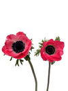 Anemone Mistral Pinkie