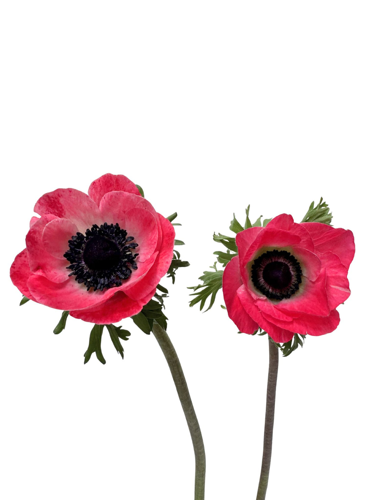 Anemone Mistral Pinkie