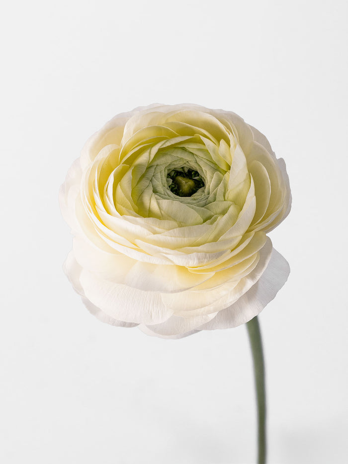 Elegance Cream
