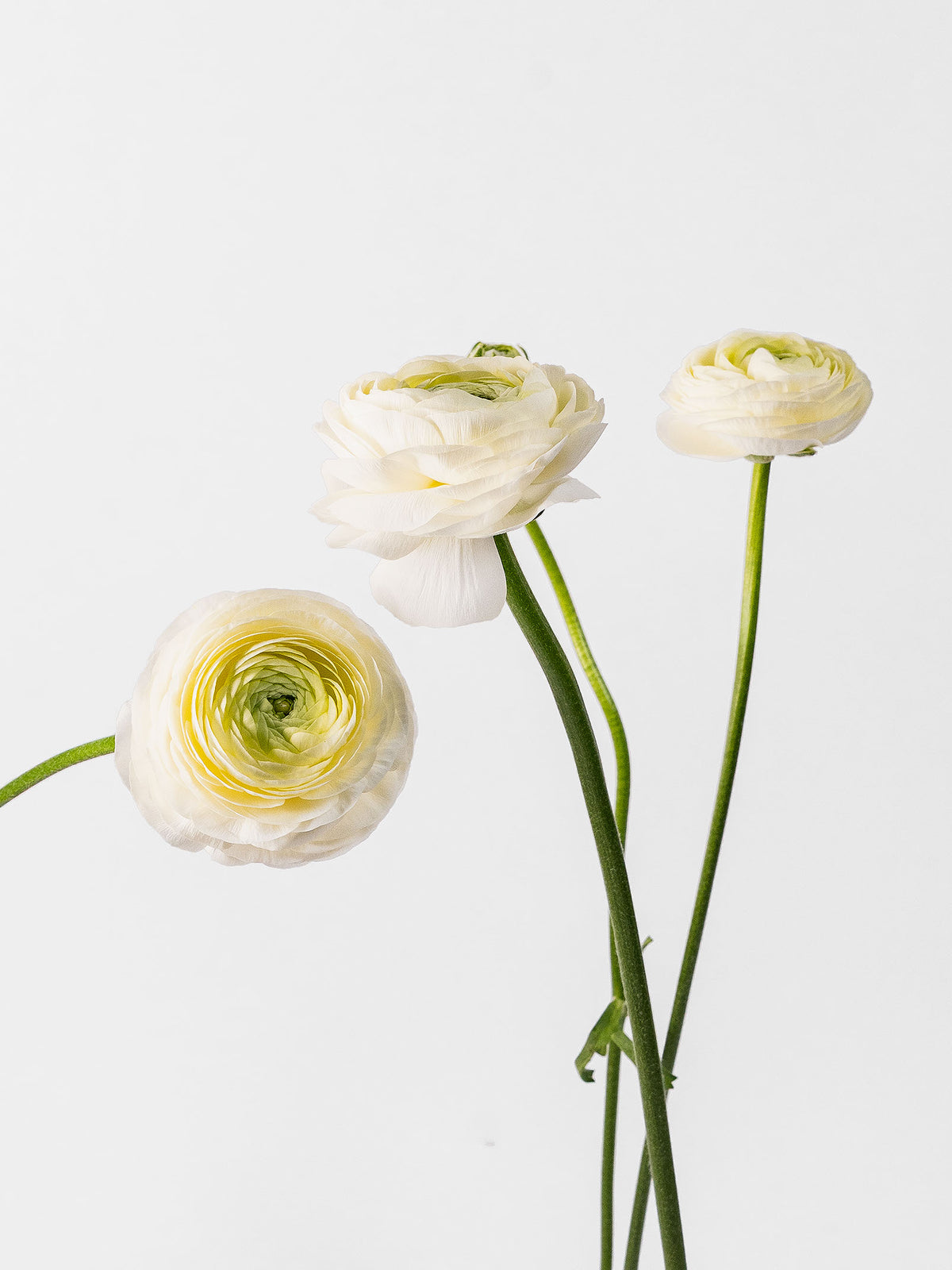 Elegance Cream