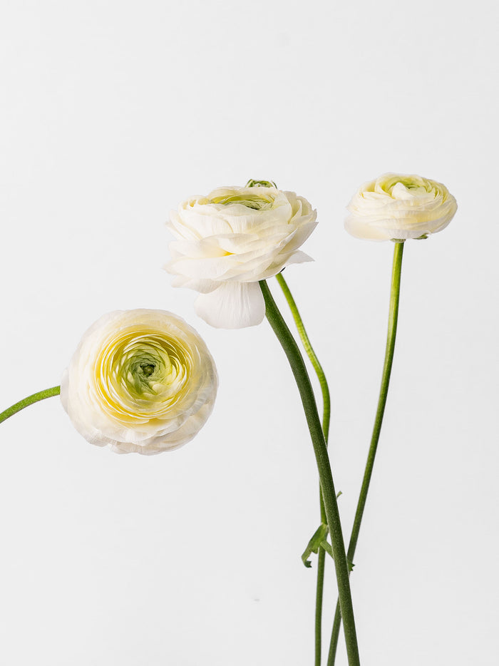 Elegance Cream — alternate