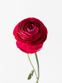 Elegance Hot Pink