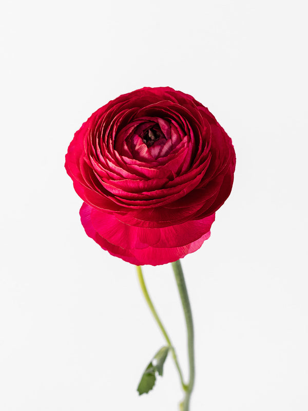 Elegance Hot Pink