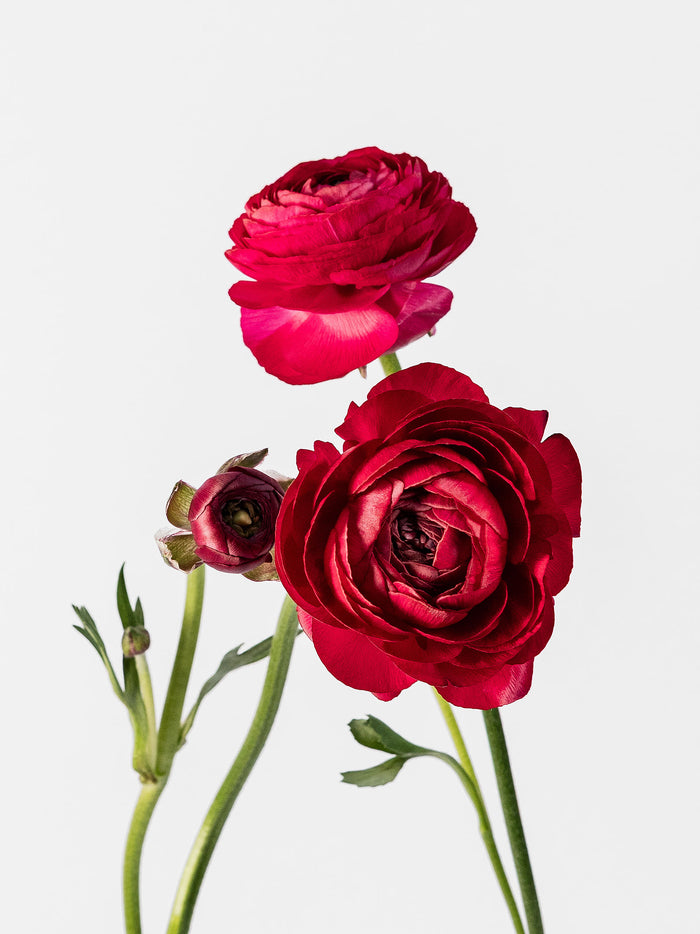 Elegance Hot Pink — alternate