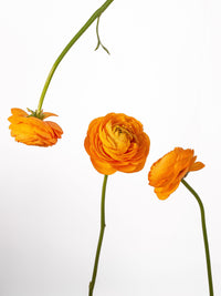 Elegance Orange