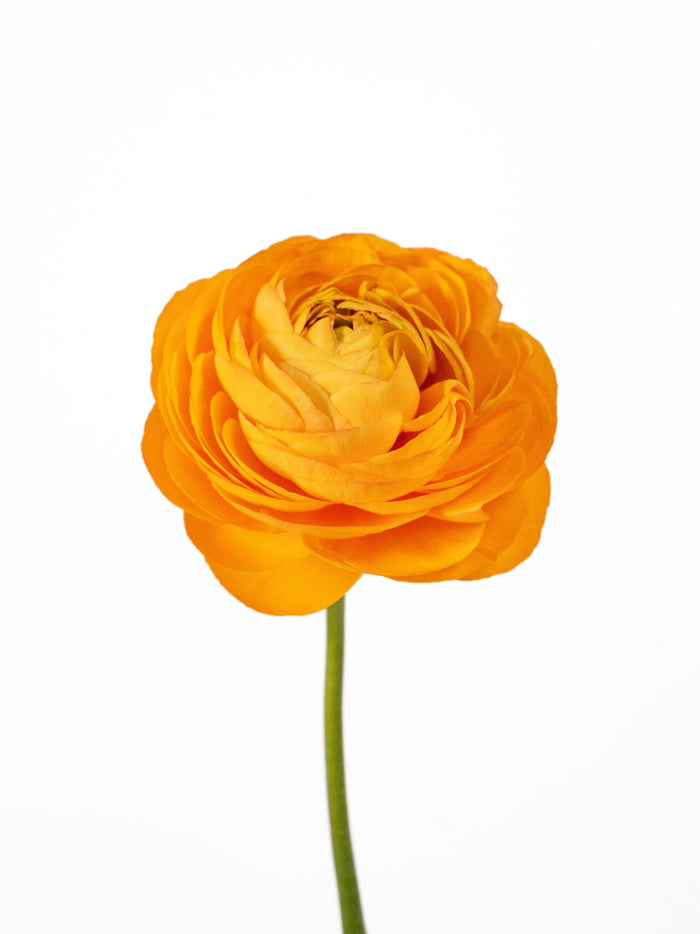 Elegance Orange — alternate