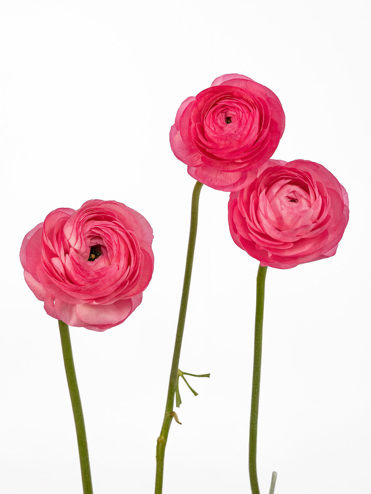 Elegance Pink