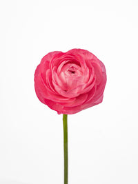 Elegance Pink