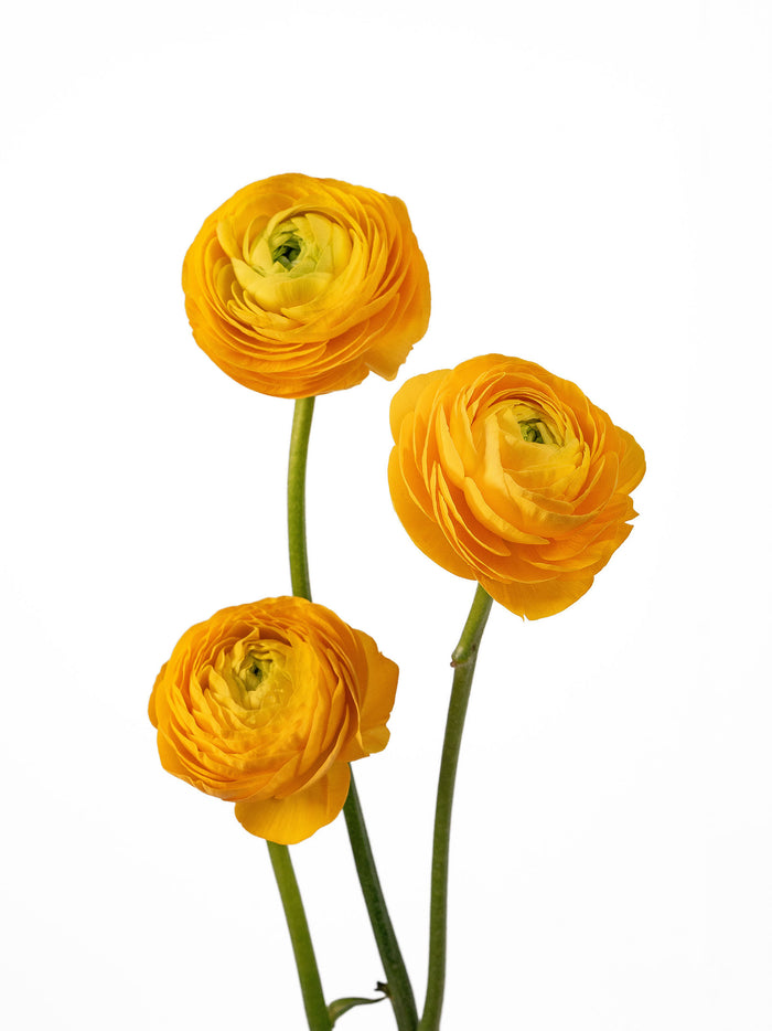 Elegance Yellow