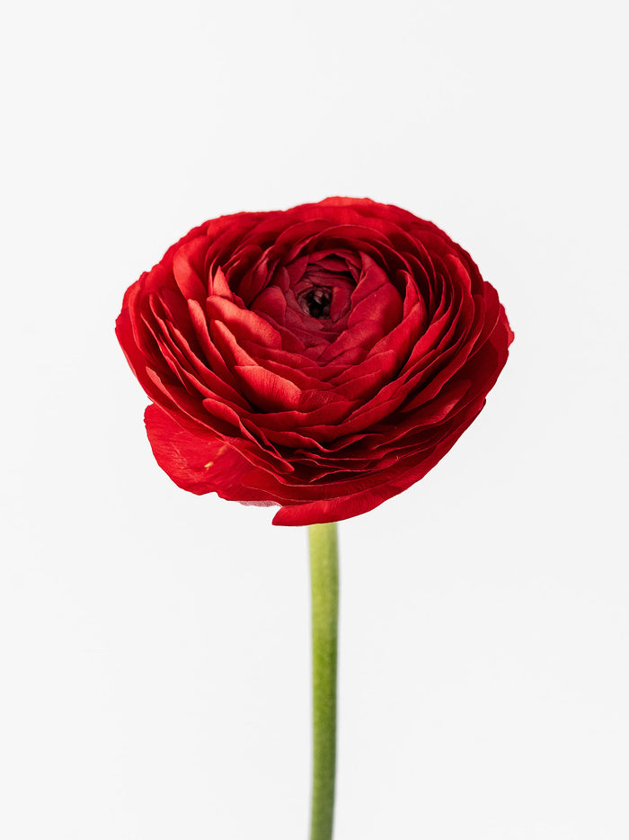 Elegance Red
