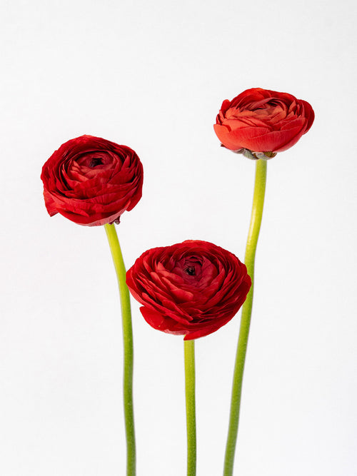 Elegance Red
