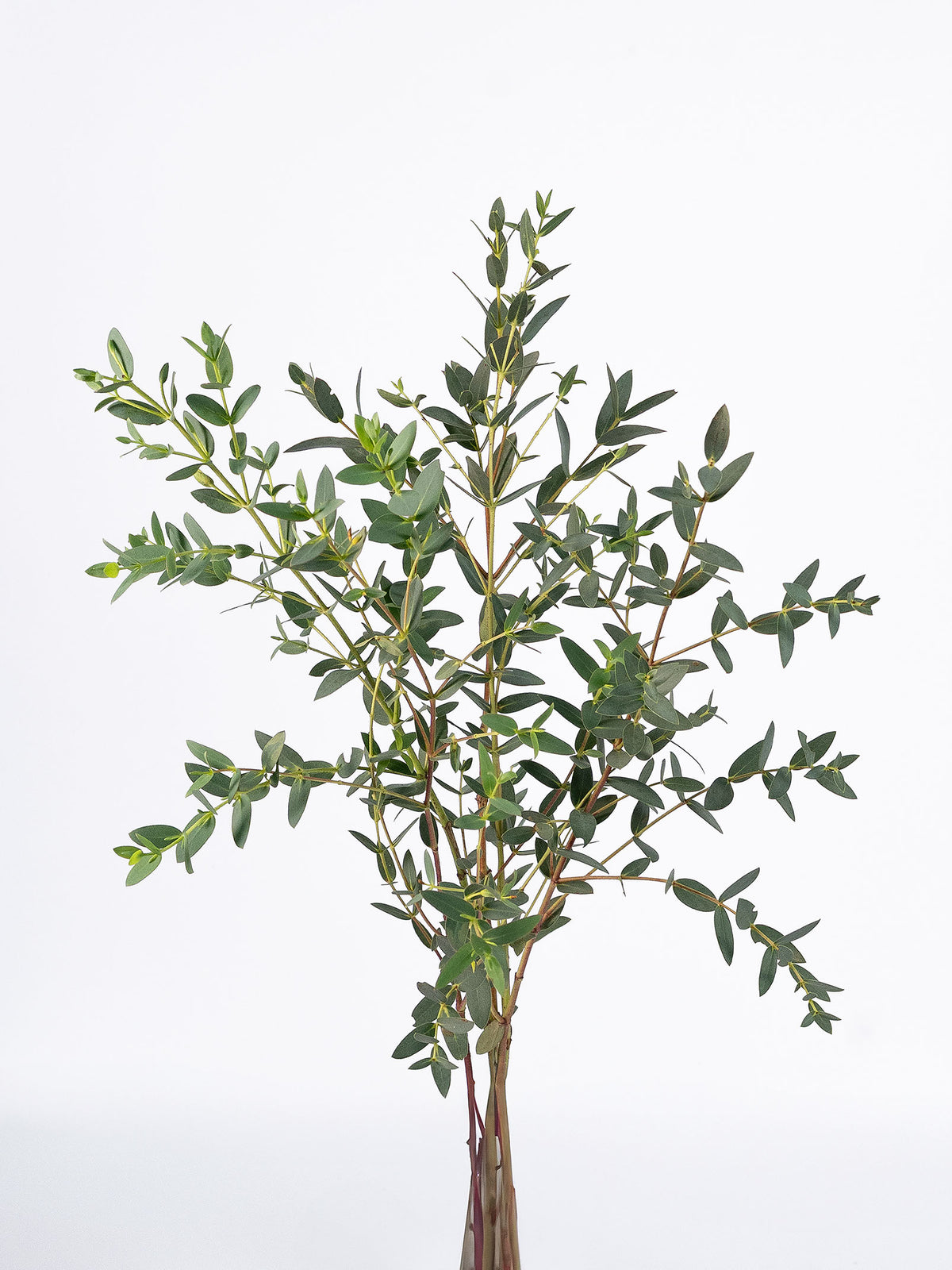 Parvifolia Eucalipto