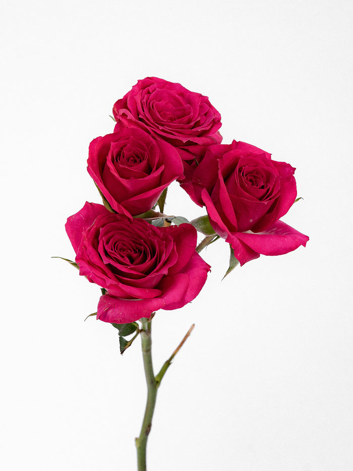 Fire Up Spray Rose