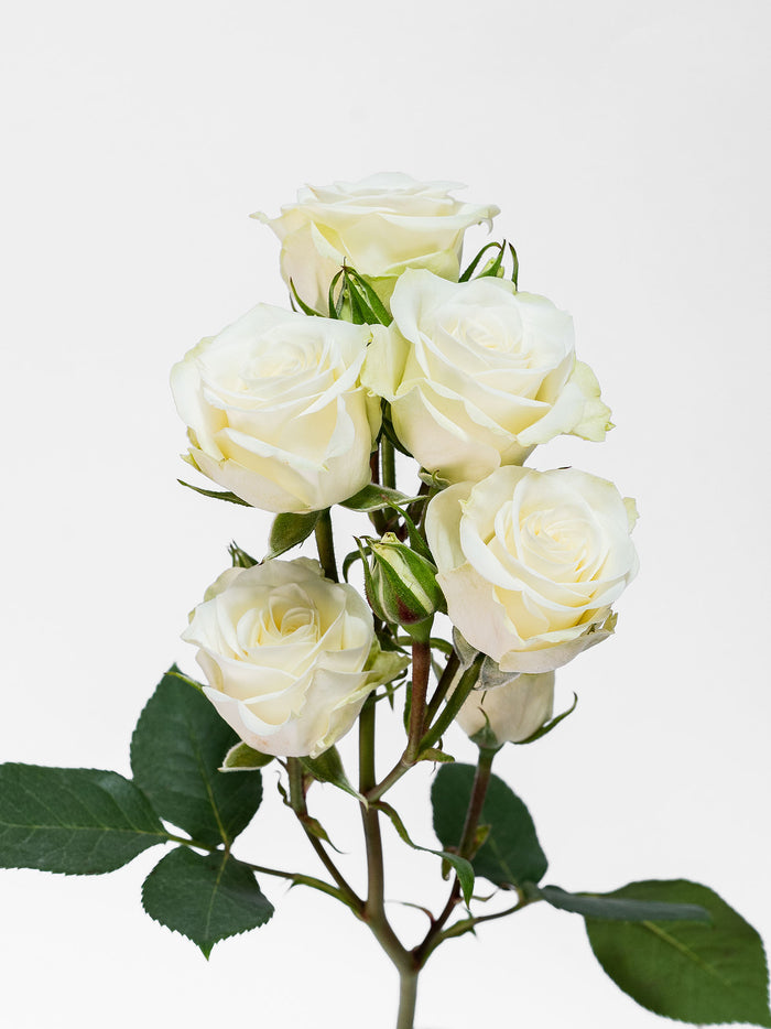 Floreana Spray Rose
