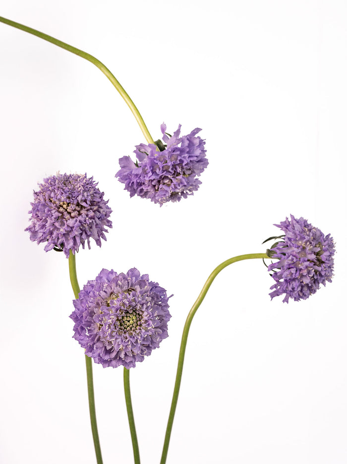 Focal Scoop Lavander