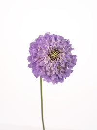 Focal Scoop Lavander