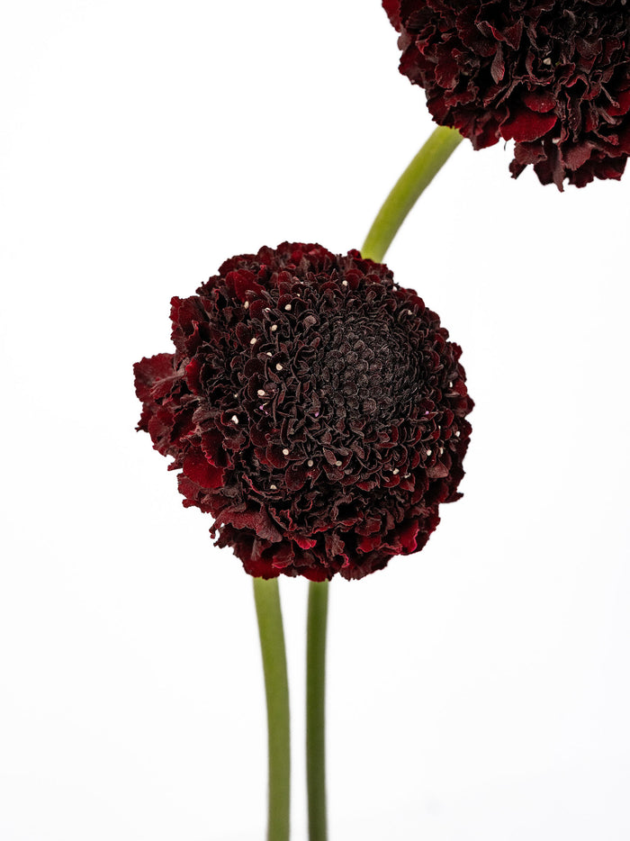 Focal Scoop Maraschino — alternate