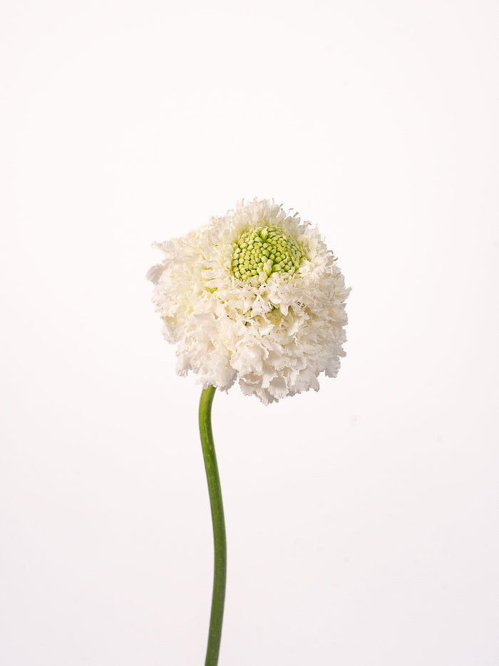 Focal Scoop White — alternate
