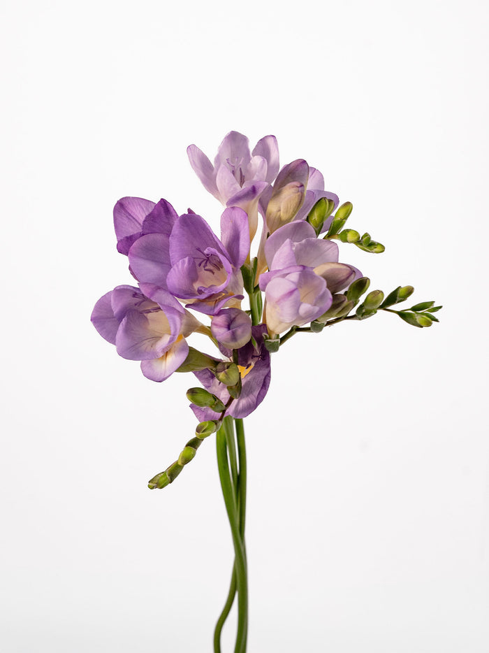 Freesia Lavender
