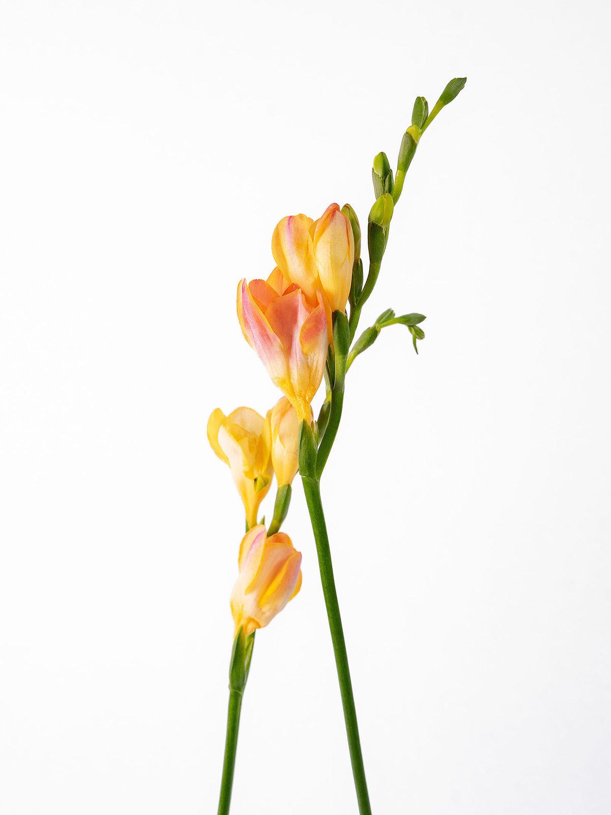 Freesia Light Peach