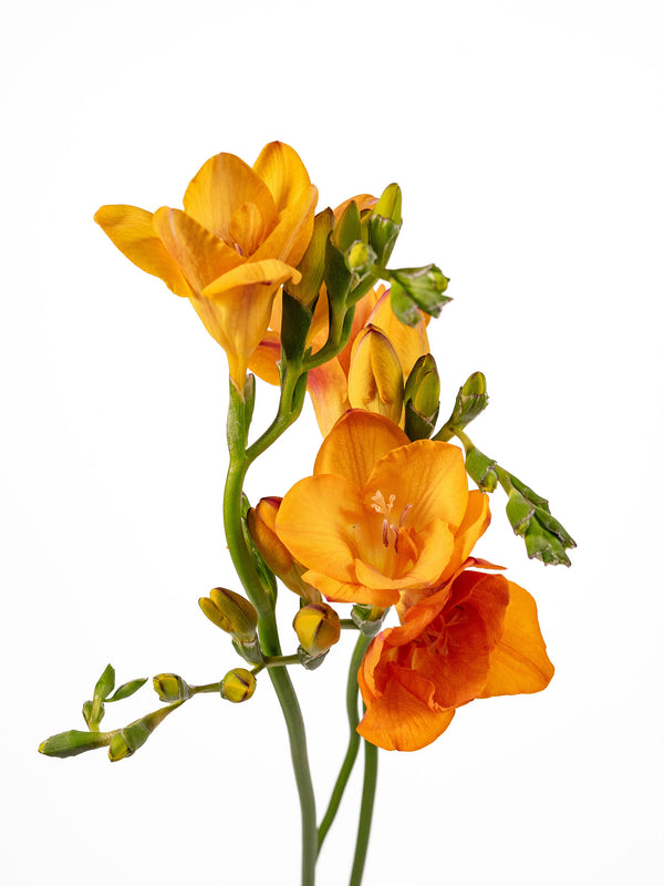 Freesia Mustard