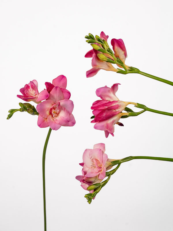 Freesia Pink