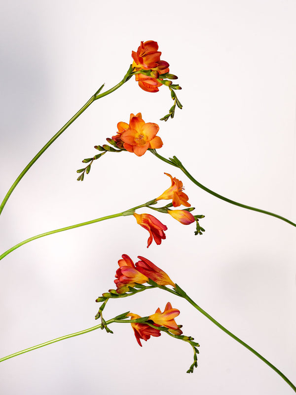 Freesia Tropical