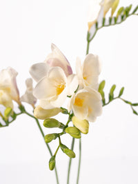 Freesia White