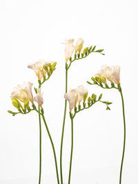 Freesia White