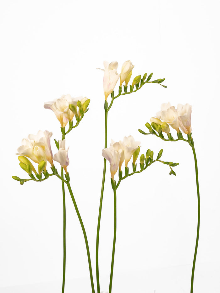 Freesia White — alternate