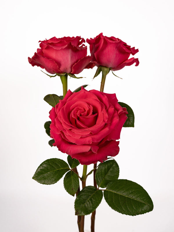 Full Monty