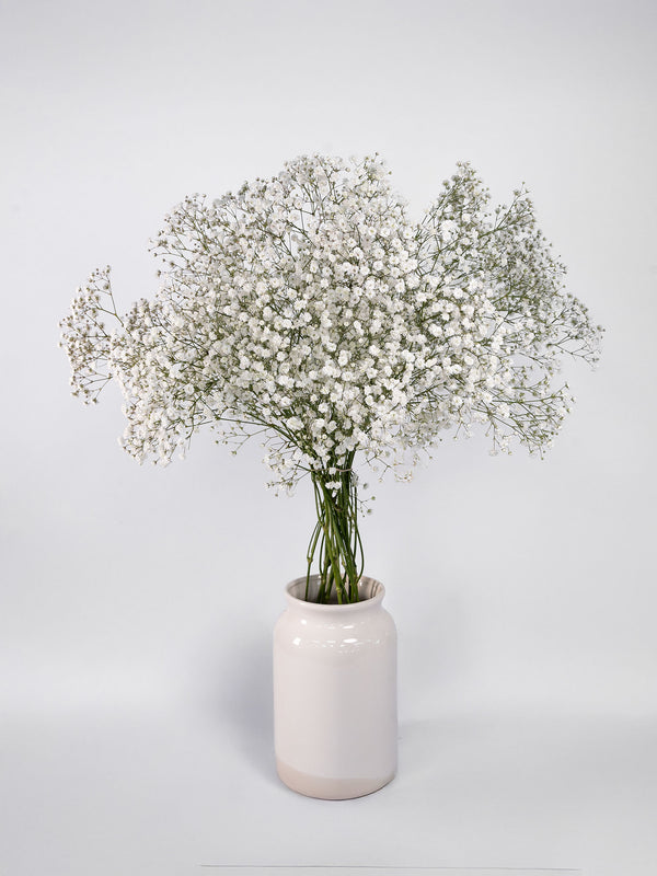 Gypsophila