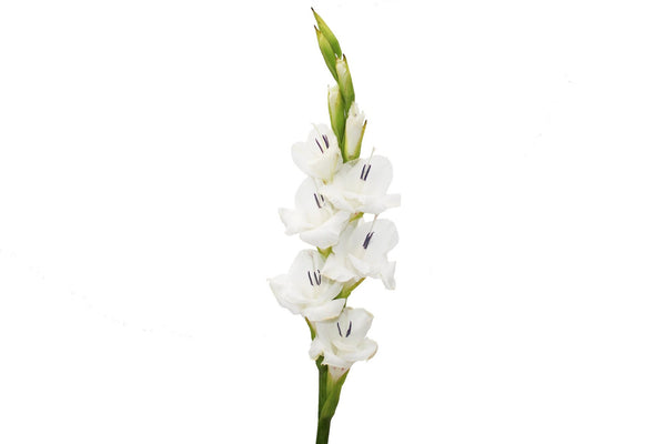 Gladiolus