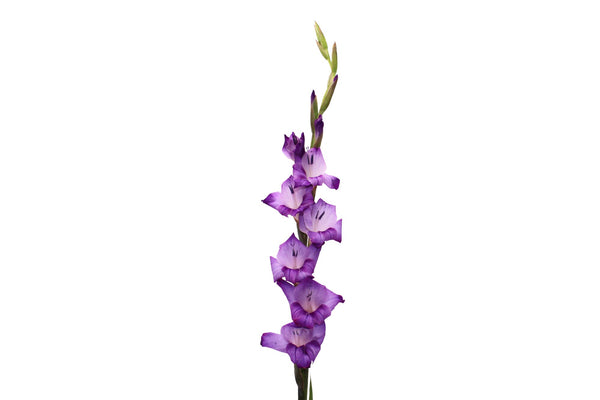 Purple Kim