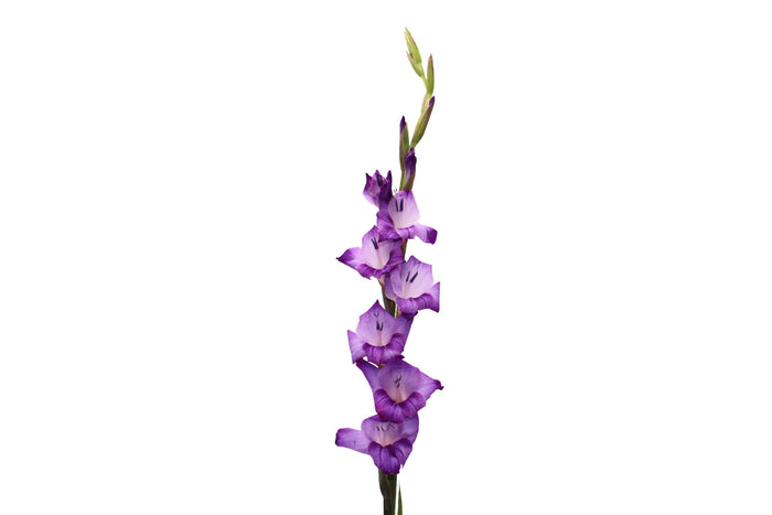 Purple Kim