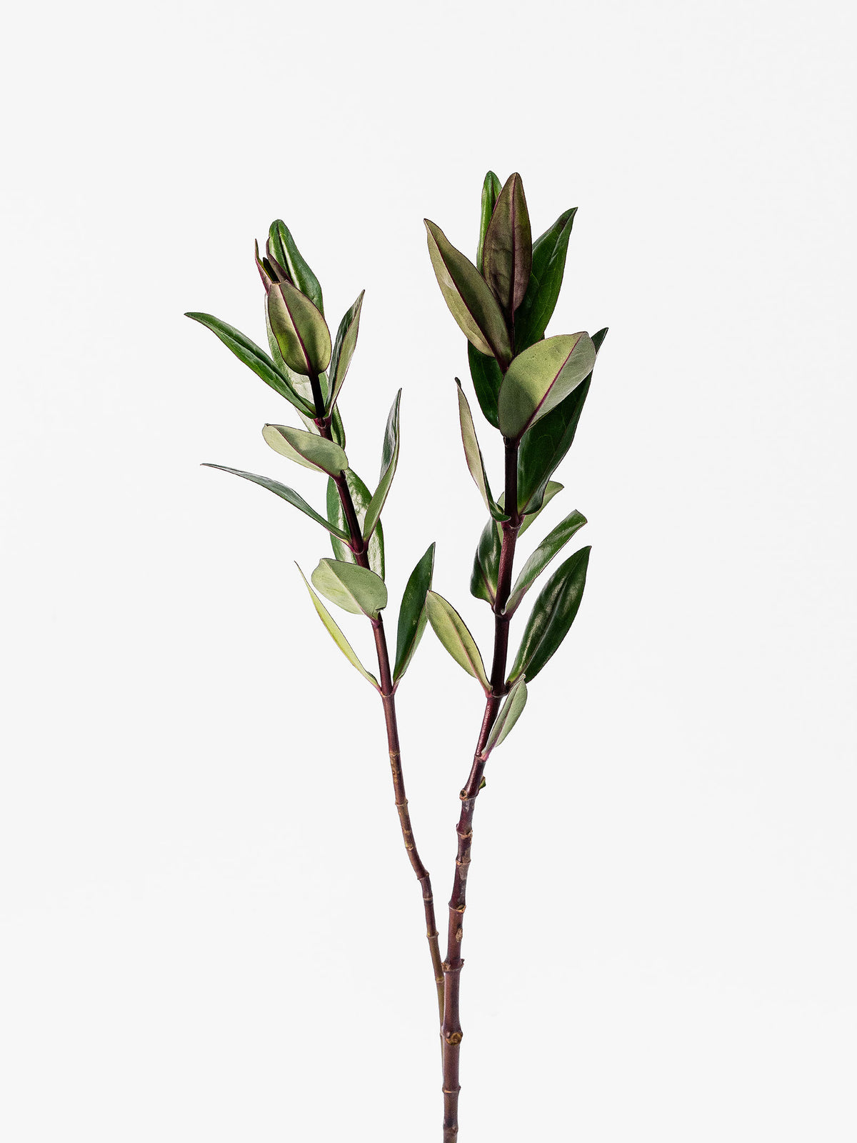 Hebes