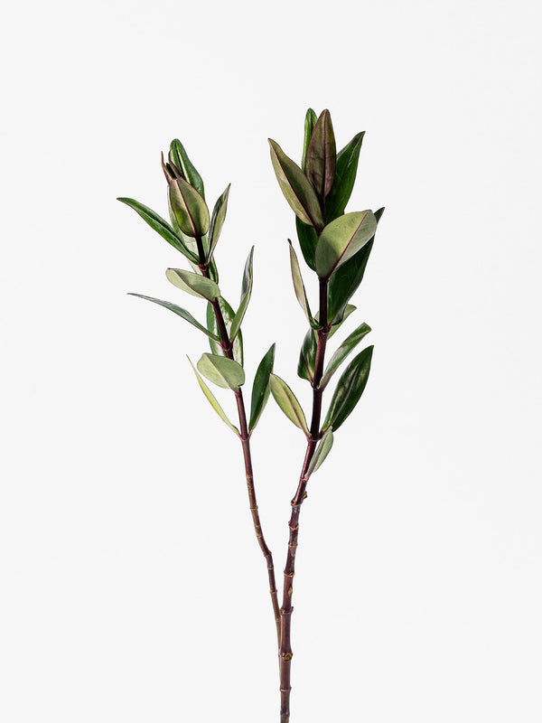 Hebes