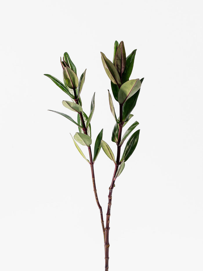 Hebes