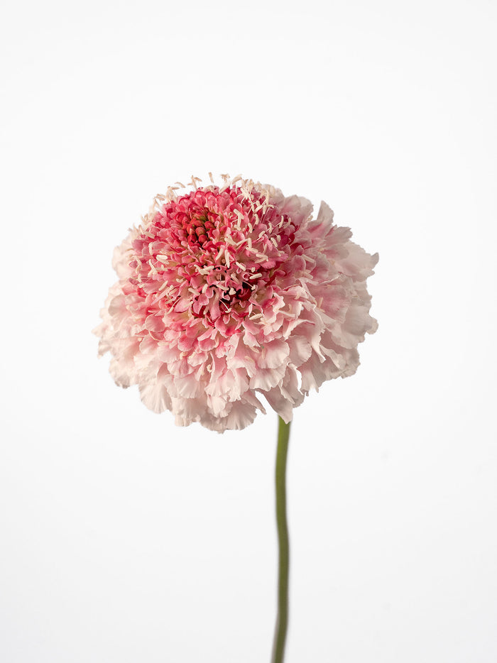 Hoop Scoop Strawberry — alternate