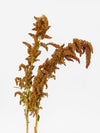 Amaranthus Hot Biscuits