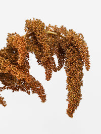 Amaranthus Hot Biscuits