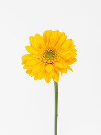 Mini Gerbera Ilios