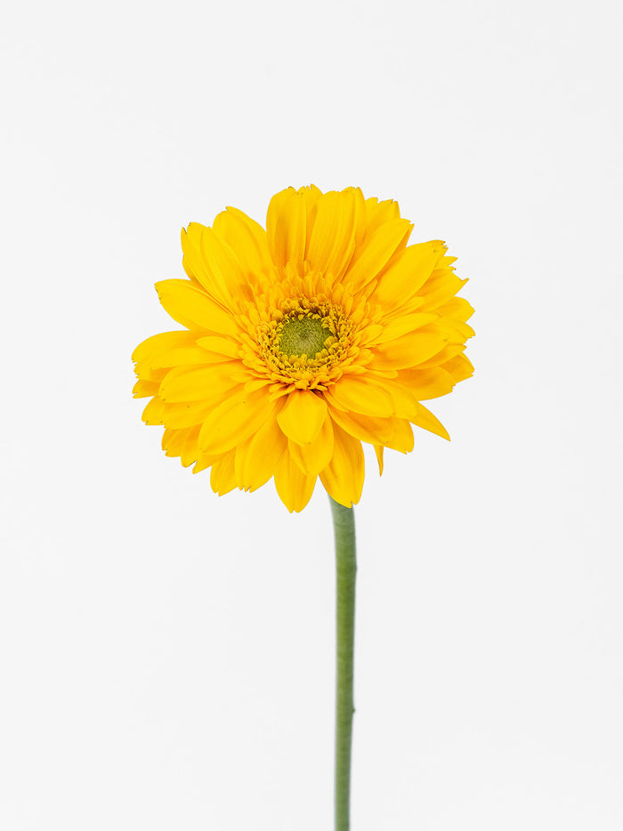 Mini Gerbera Ilios