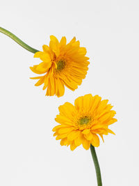 Mini Gerbera Ilios