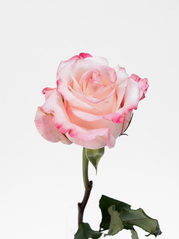 La Vie En Rose
