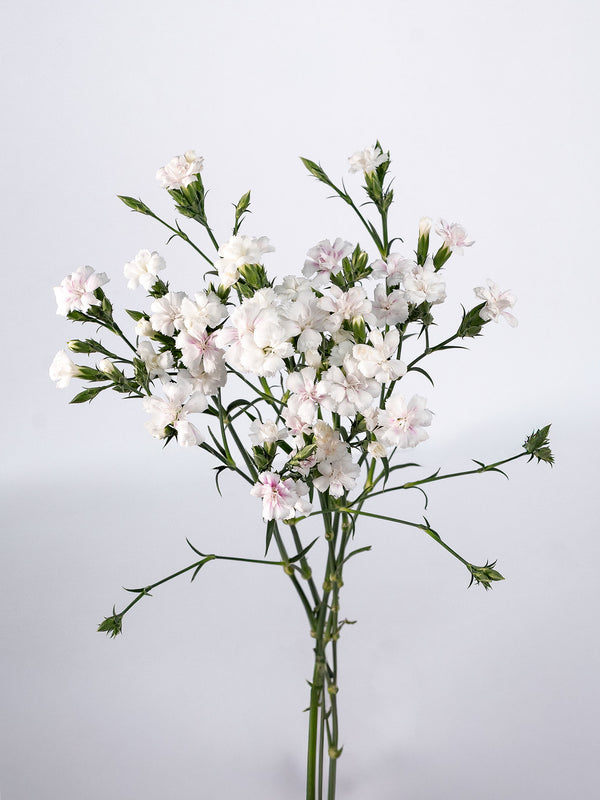 Lilliput Magic Frost