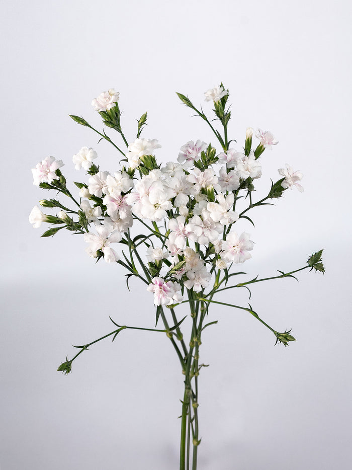 Lilliput Magic Frost